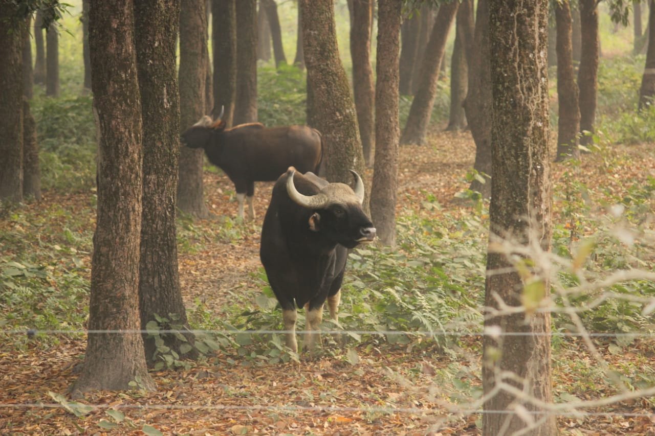 Two injured in bison attack in Alipurduar