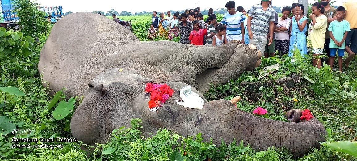 The mysterious death of an adult elephant